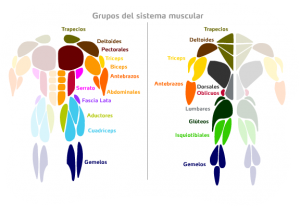 Grupos musuculares 